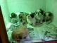 shih-thu cachorritos de la mejor calidad 420 e