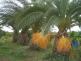 PHOENIX CANADIENSIS y WHASINGTONIA