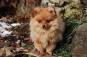 Ang&eacute;lica pomerania cachorros