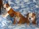 Bulldog Ingl&eacute;s cachorros para la venta