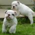 INGL&Eacute;S CACHORROS BULLDOG