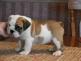 Ingl&eacute;s bulldog cachorros a la venta.