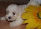 Excelentes cachorros de bichon...