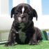 Bulldog frances, estupendos cachorros