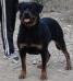 Camada Rottweiler