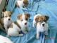Jack Russell delcamiral