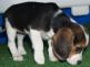 Vendo preciosos Beagle