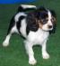 Preciosos cachorros de Cavalier